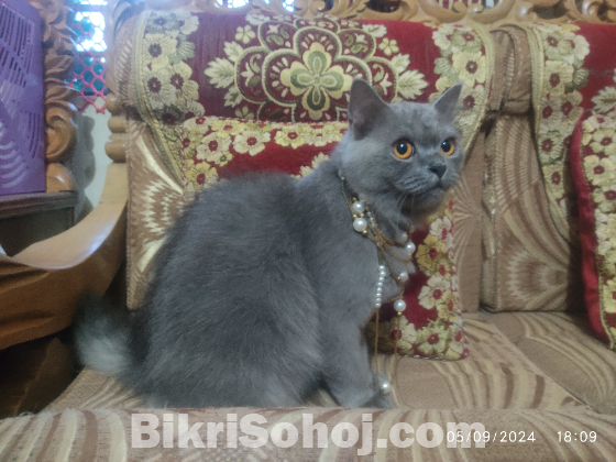 Triple coat pure persian cat
